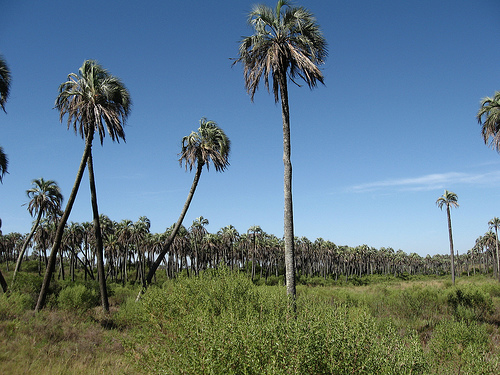 Национальный парк Эль-Палмар